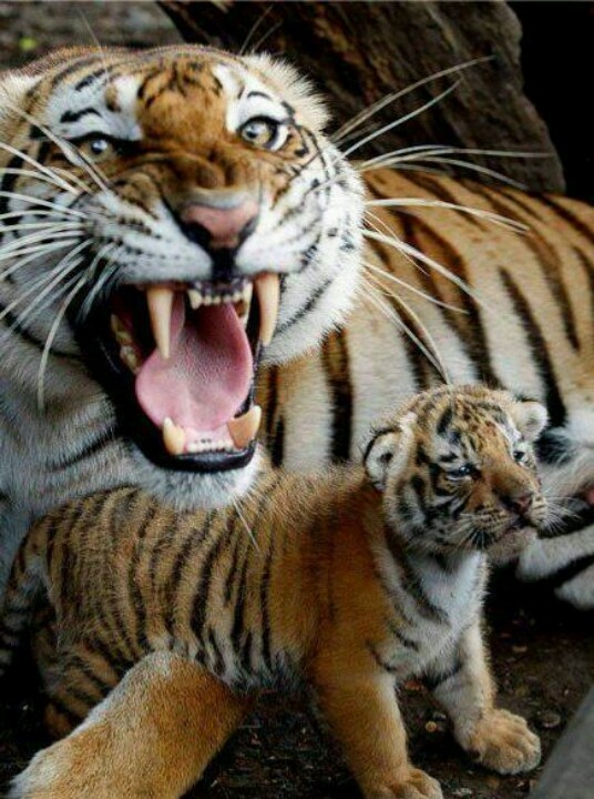 Mama Tiger